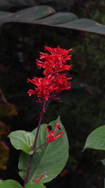 A plant with bright red flowers with green leaves clipart