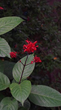 Yeşil yapraklı, kırmızı çiçekli bir bitki.