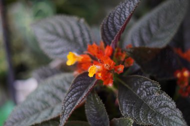 Episcia Cureata flower with orange-red flowers and green leaves with serrated edges clipart