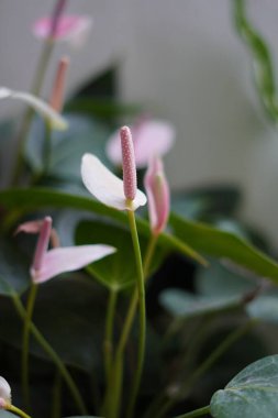 Anthurium plant with pink petals and wide green leaves clipart