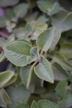 Kenarları tırtıklı yeşil yapraklı nane bitkisi.