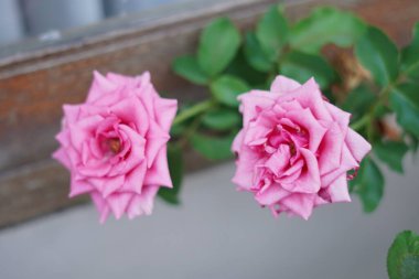 Pink rose blooming in the afternoon in closeup mode clipart