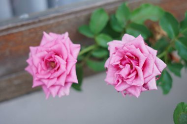 Pink rose blooming in the afternoon in closeup mode clipart