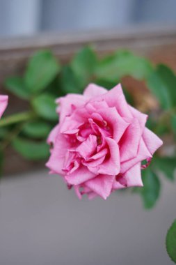 Pink rose blooming in the afternoon in closeup mode clipart