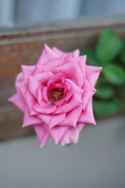 Pink rose blooming in the afternoon in closeup mode clipart