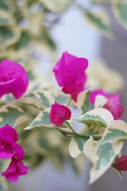 Mor kağıt çiçekleri bir evin bahçe süsü olarak kullanılıyor.