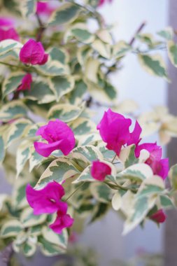 Mor kağıt çiçekleri bir evin bahçe süsü olarak kullanılıyor.