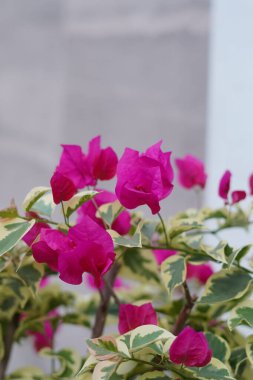 Purple paper flower plants as garden decoration in a house clipart