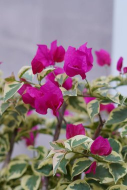 Mor kağıt çiçekleri bir evin bahçe süsü olarak kullanılıyor.