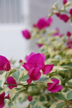 Mor kağıt çiçekleri bir evin bahçe süsü olarak kullanılıyor.