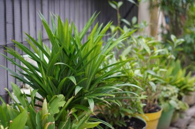 Uzamış yeşil yapraklı bitkiler ve saksılara ekilmiş. Çitin dışına yerleştirilmiş.