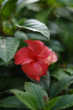 Kırmızı amber çiçeği süslemeli bitki (Hibiscus rosa-sinensis) bulanık yeşil yapraklı