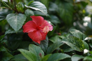 Kırmızı amber çiçeği süslemeli bitki (Hibiscus rosa-sinensis) bulanık yeşil yapraklı