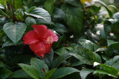 Kırmızı amber çiçeği süslemeli bitki (Hibiscus rosa-sinensis) bulanık yeşil yapraklı