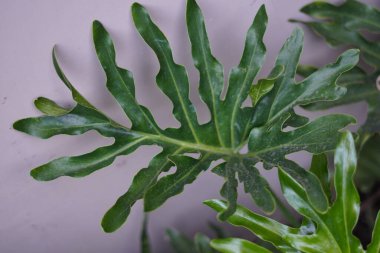 Leaves from a philodendron tree planted in a home garden clipart