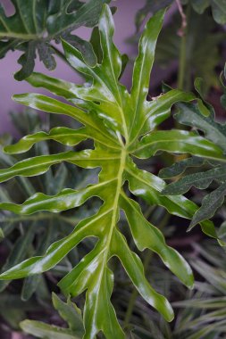 Leaves from a philodendron tree planted in a home garden clipart