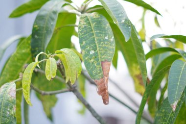 Yeşil yapraklar, beyaz lekelerle kuruma sürecinde