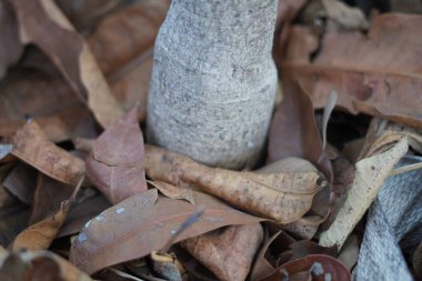 Ağacın gövdesine saçılmış kuru yapraklar.