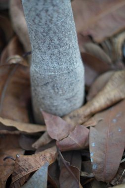 Dry leaves scattered near the trunk of a tree in a polybag clipart