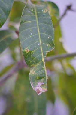 Birkaç yerden koparılmış yeşil bir yaprak ve beyaz lekelerle kurumaya devam ediyor..
