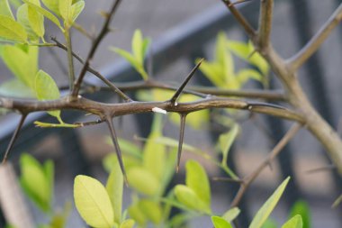 Stem of a plant with long thorns and blurred background clipart