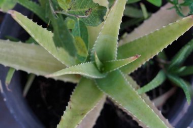 Aloe Vera bitkisi ev bahçesindeki bir çömleğe ekilmiş.