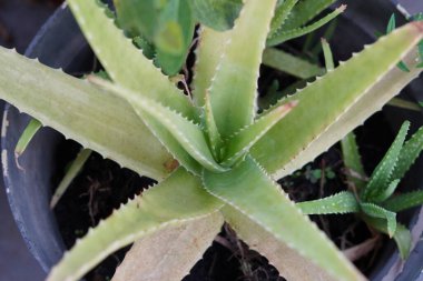 Aloe Vera bitkisi ev bahçesindeki bir çömleğe ekilmiş.