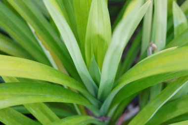 Pandan yaprağı bitkileri yemek pişirmede kullanılır.