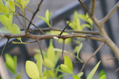 Stem of a plant with long thorns and blurred background clipart