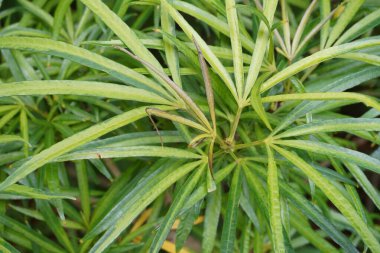 Arazi bitkisinin yaprakları (Osmoxylon lineare) gün boyunca yeşildir.