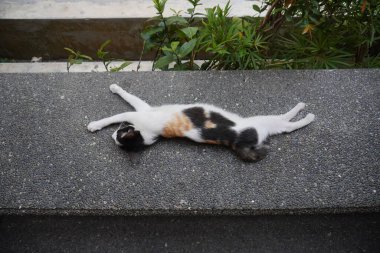 Siyah beyaz bir sokak kedisi kestiriyor.