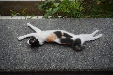 Siyah beyaz bir sokak kedisi kestiriyor.