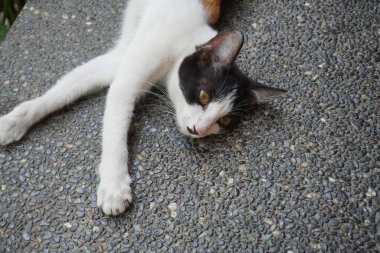 Siyah beyaz bir sokak kedisi gözleri açık şekerleme yapıyor.