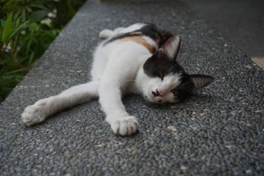 Siyah beyaz bir sokak kedisi kestiriyor.