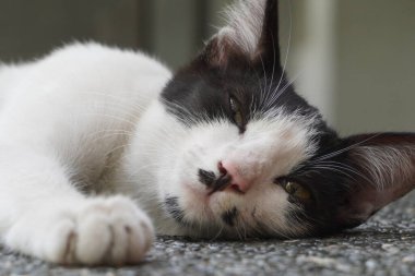 A black and white stray cat taking a nap with its eyes open clipart