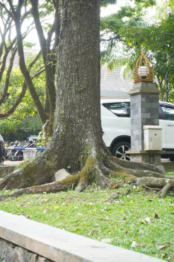 Öğleden sonra güneşine maruz kalan yeşil çimenleri olan yüksek ağaçların yanındaki bir hendek.