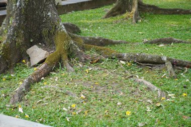 Büyük bir ağacın kökleri yüzeye otla çıkar.