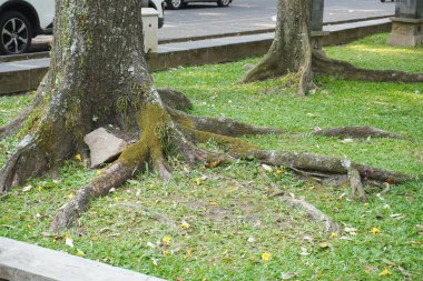 Büyük bir ağacın kökleri yüzeye otla çıkar.