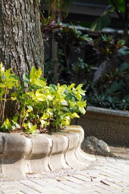 Bir ağaç gövdesinin yanındaki yapraklar öğleden sonra güneş ışığına maruz kalmış.