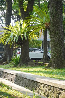 Öğleden sonra güneşine maruz kalan yeşil çimenleri olan yüksek ağaçların yanındaki bir hendek.