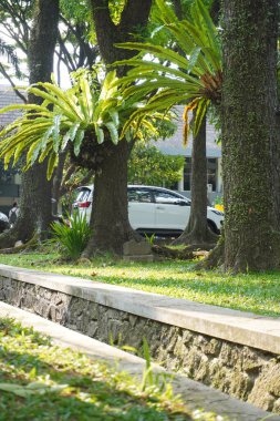 Öğleden sonra güneşine maruz kalan yeşil çimenleri olan yüksek ağaçların yanındaki bir hendek.