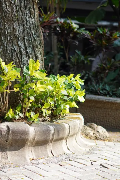 Bir ağaç gövdesinin yanındaki yapraklar öğleden sonra güneş ışığına maruz kalmış.