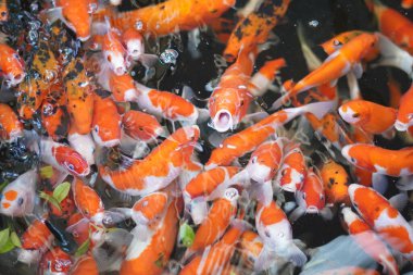 Sabah yemek istemek için toplanan portakallı koi balığı koleksiyonu.