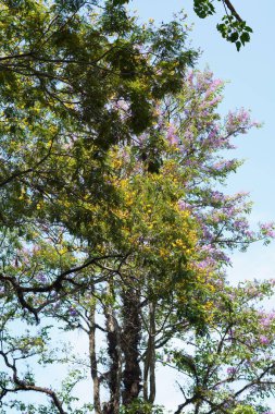 Sabahları mavi gökyüzü arkaplanlı ağaçların görüntüsü