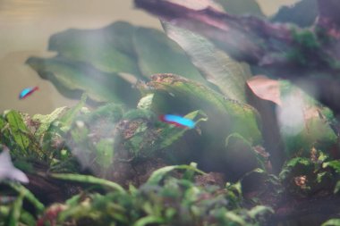 Neon tetra balığı içinde bitkiler olan bir akvaryumda yüzüyor.