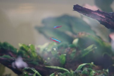Neon tetra balığı içinde bitkiler olan bir akvaryumda yüzüyor.