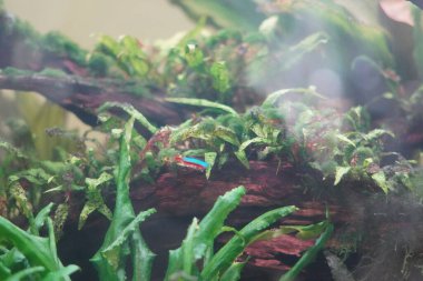 Neon tetra balığı içinde bitkiler olan bir akvaryumda yüzüyor.