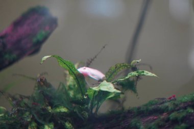 Akvaryumdaki bitkilerin üzerinde su yosunu yiyen beyaz pleco balığı.