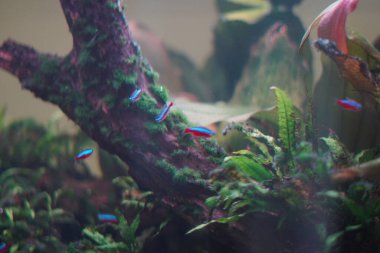 Neon tetra balığı içinde bitkiler olan bir akvaryumda yüzüyor.