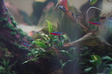 Neon tetra balığı içinde bitkiler olan bir akvaryumda yüzüyor.
